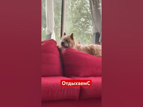#франция #жизньвофранции #собака - YouTube