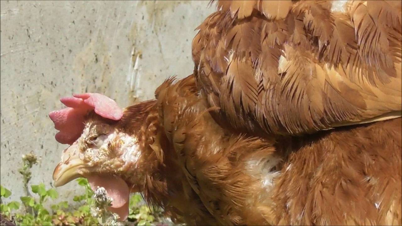 動物愛護 目的 バタリーケージの鶏 里親募集 小春