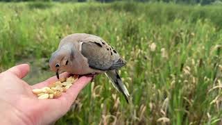 Hand-feeding Birds in Slow Mo - Mourning Dove