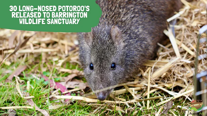 30 Long-nosed Potoroo’s released to the Barrington Wildlife Sanctuary.
