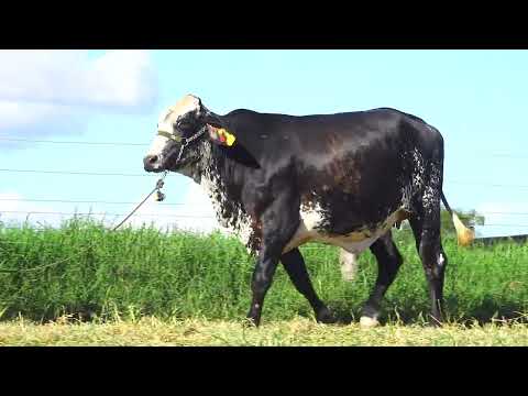 LOTE 77 TEFA ECOA