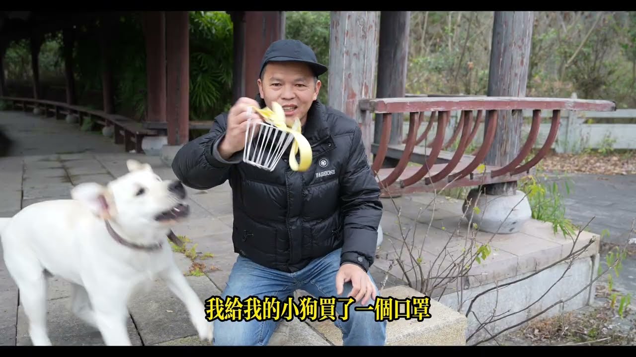 開箱狗狗嘴套，矯正狗狗搞破壞的惡習。七十多斤的狗，抱不動了