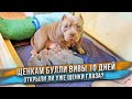 Щенкам Вивы и Вейрона 10 дней! Щеночкотерапия