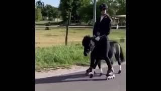 Equestrian On Rollerblades Rides Miniature Horse