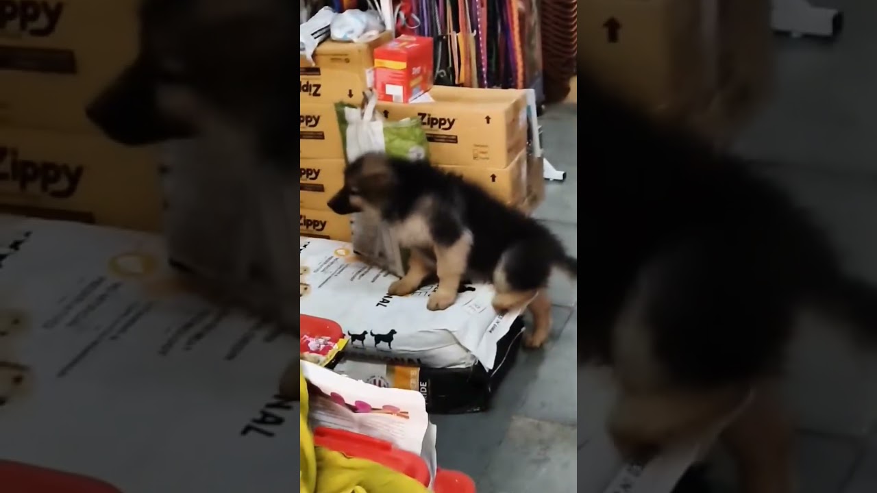 pure long coat german Shepherd male puppy for sale mahakal pet shop pandharpur & pune 9529626115