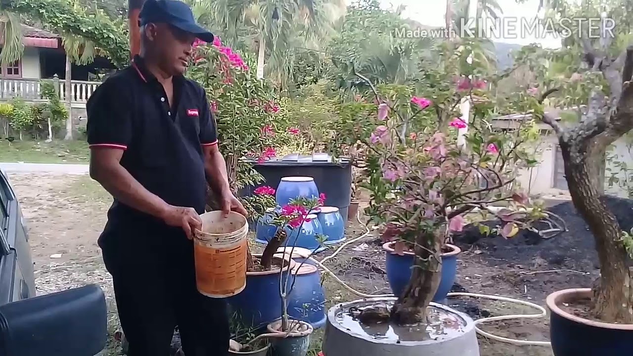  CARA  MUDAH BUBUH BAJA POKOK BUNGA  KERTAS  BOUGAINVILLA 