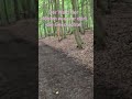 #ghost #horror #ghostarea #natur #para #subscribe #scary #paranormal #fypシ゚viral #foryou