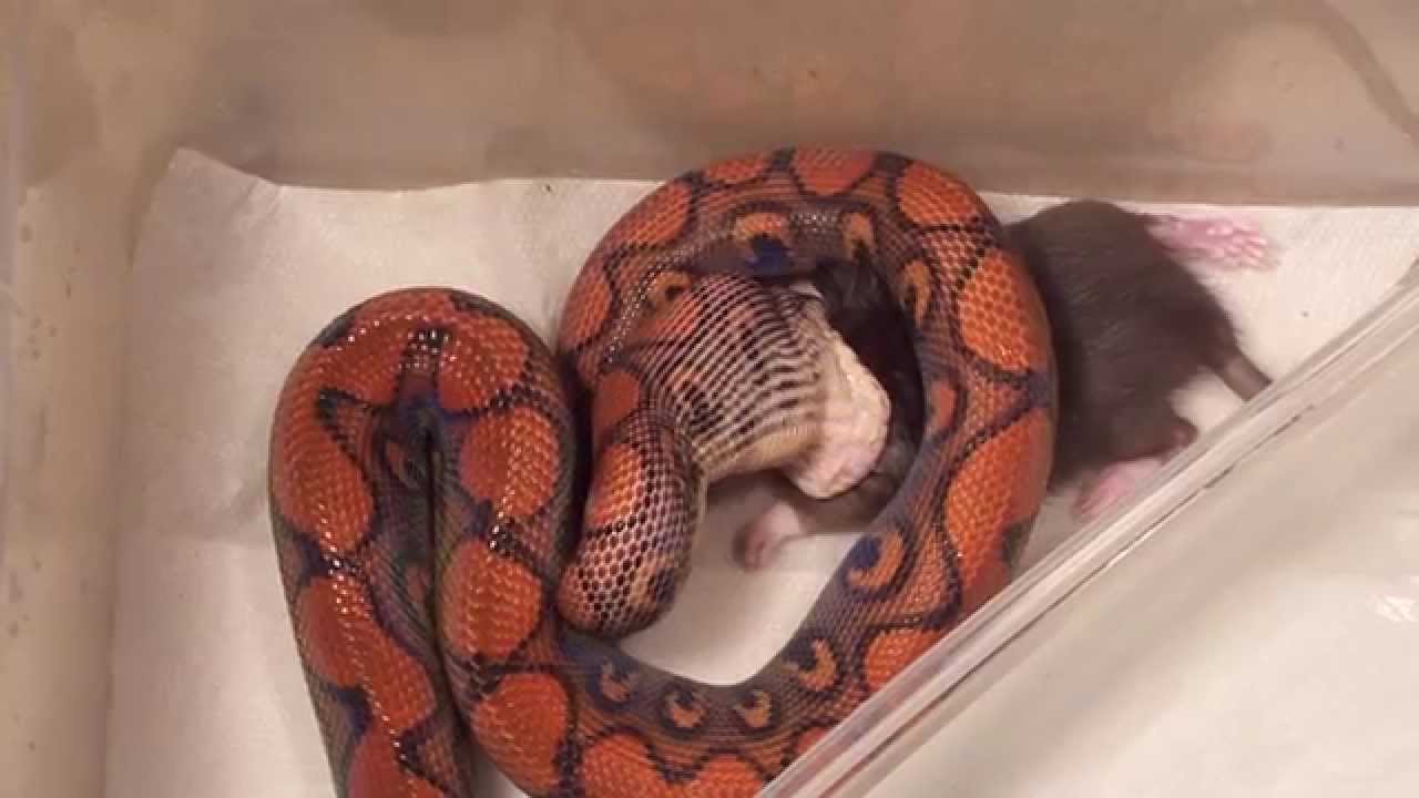 rat and boa green