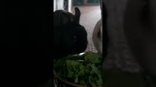 Black and White Bunny's eating fresh salad