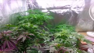 Veg tent update my ppm was way way to high