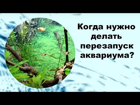 Видео: Как да се справим с миризмата в аквариум