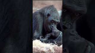 Takip Etmeyi & Sabitli Yorumu Okumayı Unutma