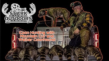Coon Hunting with Mountain cur and Walker Coonhound