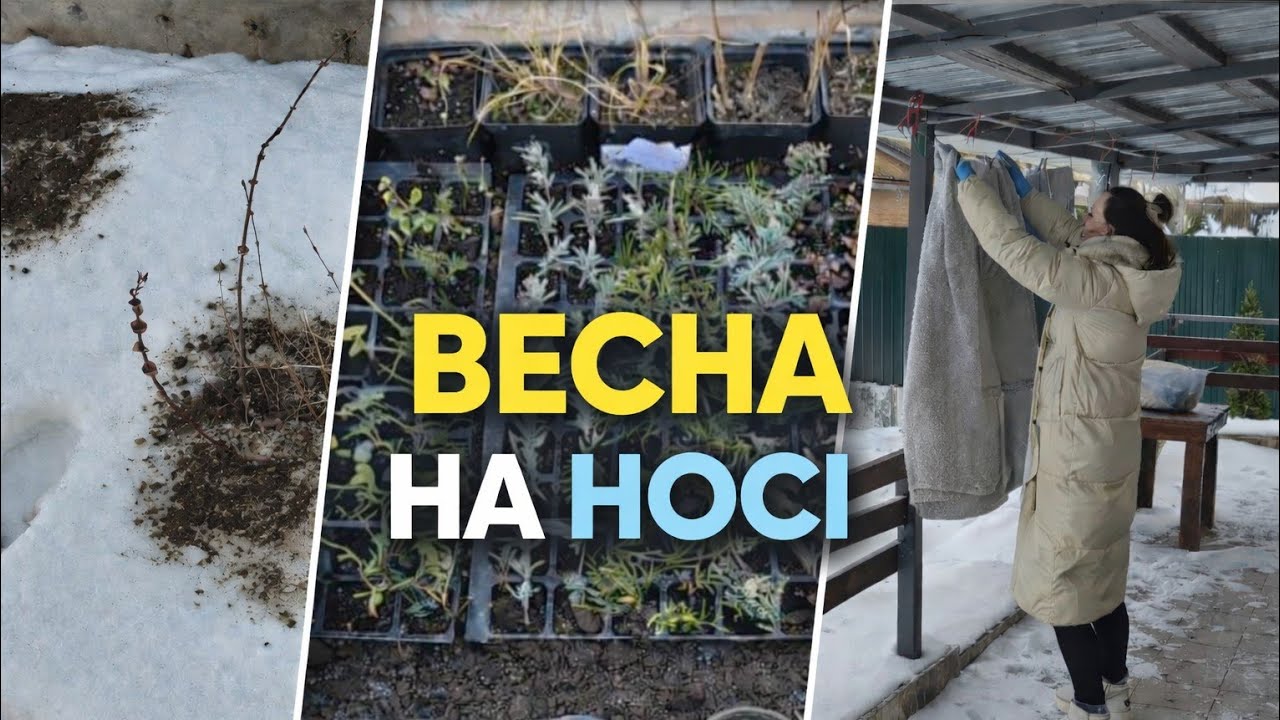 Сезон весняної роботи почався🙂Перше підживлення рослин.Як почуваються в теплиці рослини.