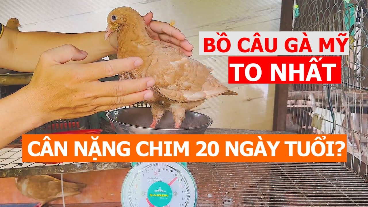 Bồ Câu Gà Mỹ to nhất, nhìn là mê | Nông dân làm giàu - YouTube