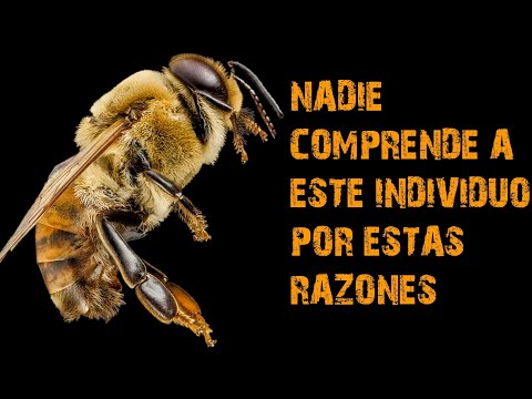 Video: ¿En las abejas se producen los zánganos?