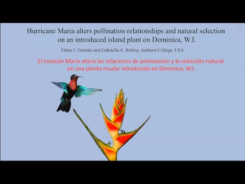 Hurricane Maria Alters