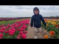 Tulip Fields in Denmark