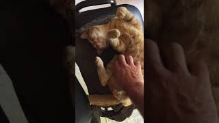 Kedi Neden Sırtüstü yatar?