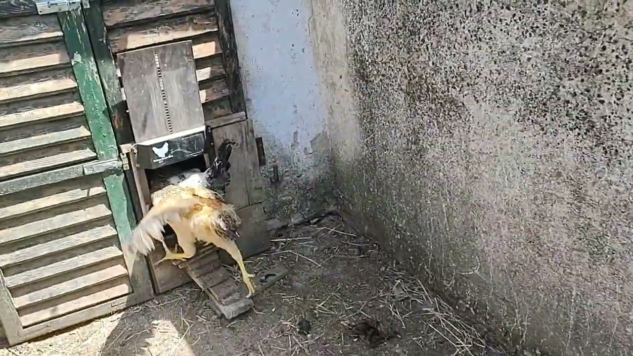 Porta bemutatása 1. Rész Tyúkudvar, Baranyai tájfajta tyúkok