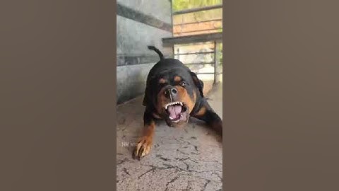 કુતરા નો અવાજ ભાવો ભાવ...