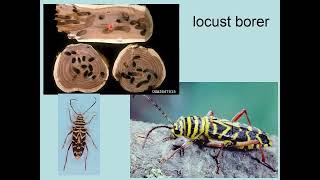 Insect Identification