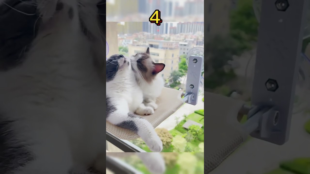 5 Purr-fect Cat Obsessions Scratching, Sunbathing & Toys That Make Them Go Wild!#amazonfinds #funny