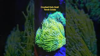 HOLY GRAIL TORCH CORALS,  SQUASHED 🤣🤣 #reefaquarium #corals #aquarium #reeftank #coralessentials