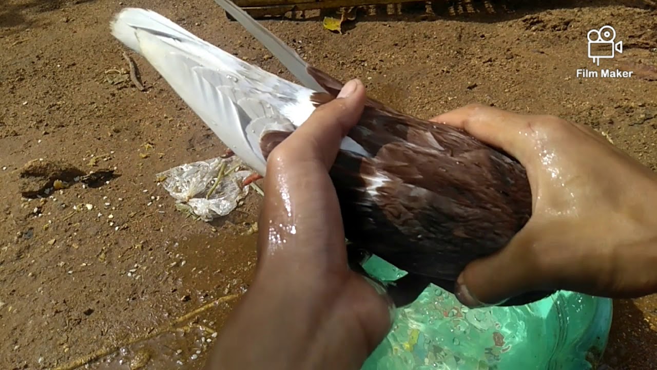 Cara nambah giring merpati balap, 