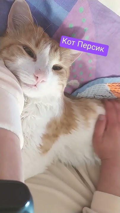 Кот Персик 🍑 - YouTube