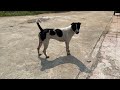 Puppy is playing with owner #puppy #dog #animals #long 