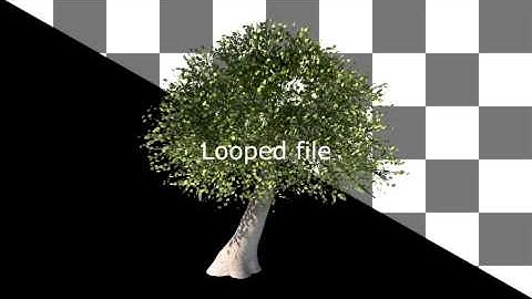 Motion Graphics - Animated Looped Tree With Alpha | VideoHive
