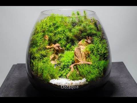 How To Make A Moss Terrarium コケリウムの作り方 Youtube