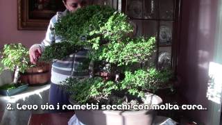 Bonsai - Potare un Olmo