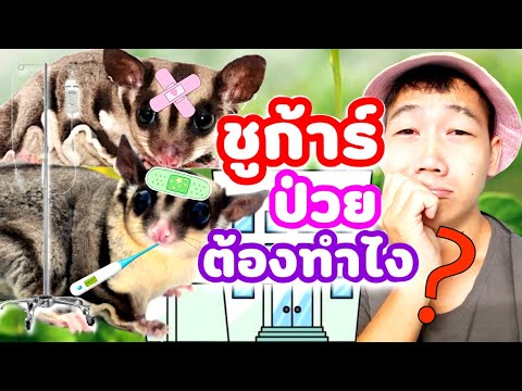 วีดีโอ: เมื่อใดควรพาชูการ์ไกลเดอร์ไปหาสัตวแพทย์