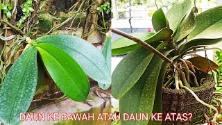 The Secret to Growing Moon Orchids! Downward or upward? Which is more fertile?