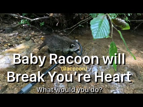 Abandoned Baby Raccoon: Once in Lifetime Find!! Get tissue and Prepare Yourself!!