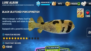 New Fish: Black-Blotched Porcupinefish - Fishing Clash Gameplay Ep453