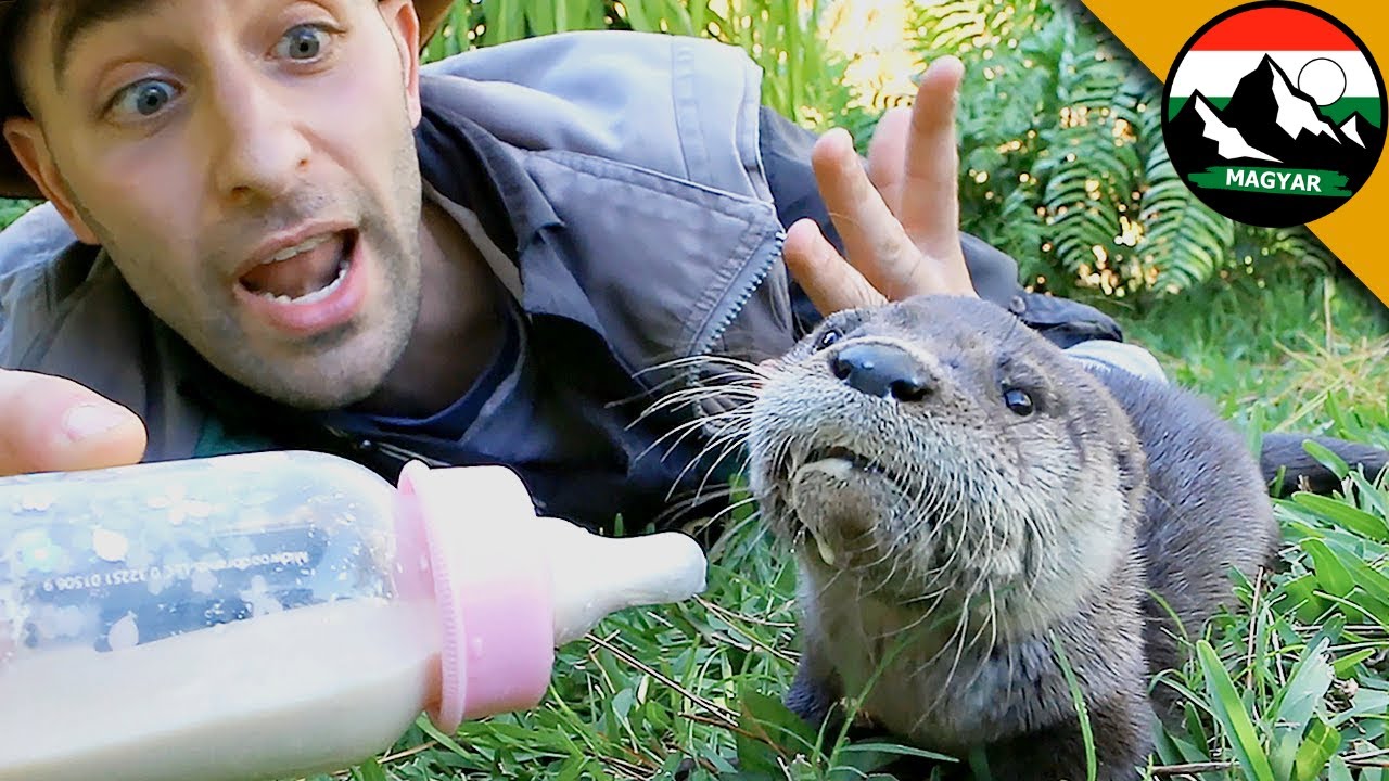 A VIDRA KÖLYÖK ETETÉSE! Ismeretterjesztő videók a vadonról | Brave Wilderness Magyar