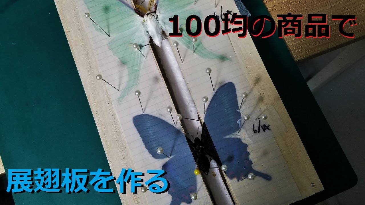 100均のアイテムで作るチョウの標本