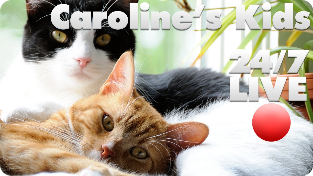 riem Theoretisch Supersonische snelheid Pin on Cats & kittens, pets & more..