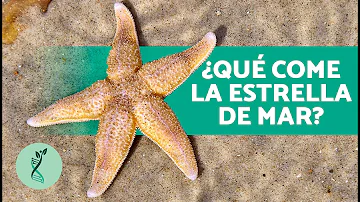 ¿Tienen sangre las estrellas de mar?