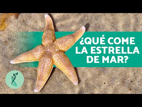 Video: Cómo y qué come una estrella de mar: características, descripción y datos interesantes