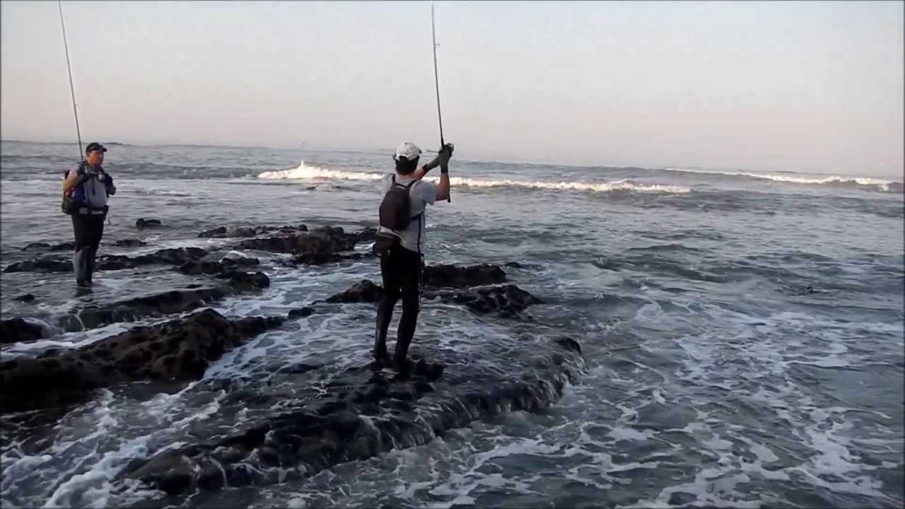 Convívio Pesca com Amostras - Captura do dia - Robalo de 5Kg - Figueira da Foz 7 Julho 2013