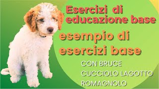 Obbedienza di base cucciolo Lagotto