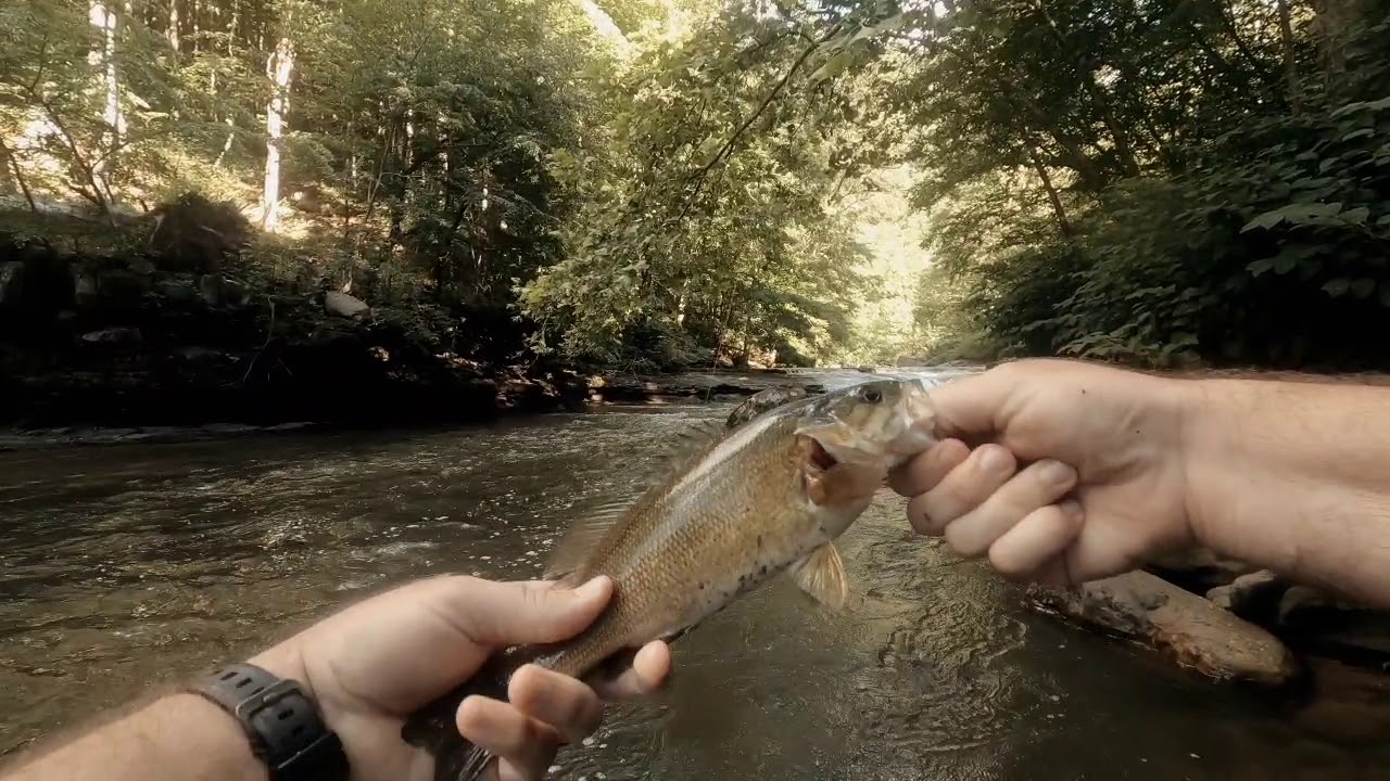 Piney Creek fishing YouTube