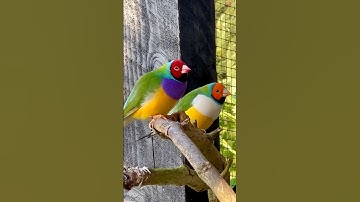 Gouldian Finch Males #bird #birds