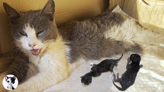 Stray Cat Who Had Just Given Birth And Newborn Kittens Faced A Life Threatening Crisis