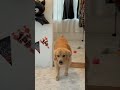 怒られて隠れる、まるで人間の子供 #shorts