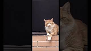 Познакомимся?😂😂😂 #Funny #Funniestcats #Cat #Catlike #Funnyvideo #Funnycats #Memes